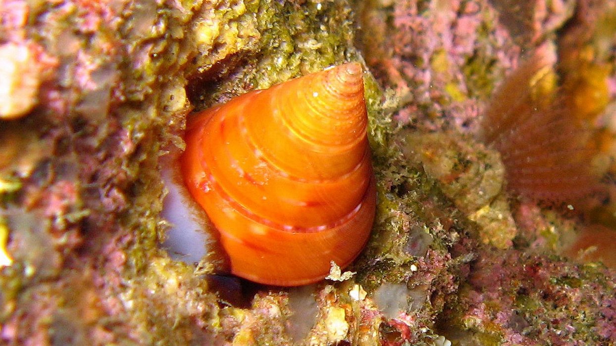 025 Troque pointue (Calliostoma conulus).jpg - Troque pointue (Calliostoma conulus) : Coquille conique lisse généralement de couleur orange